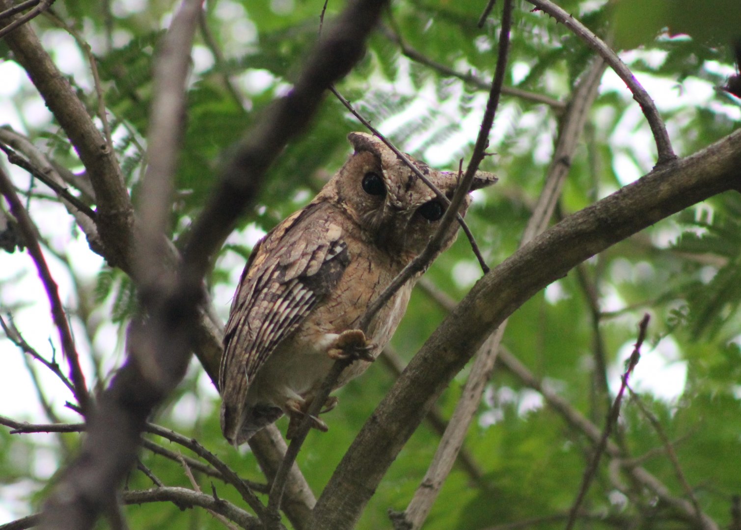 Indian Scops Owl (Otus bakkamoena)