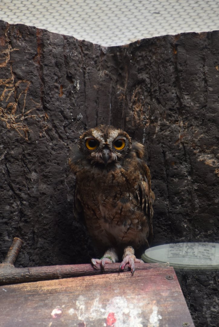Indian scops owl (Otus bakkamoena)