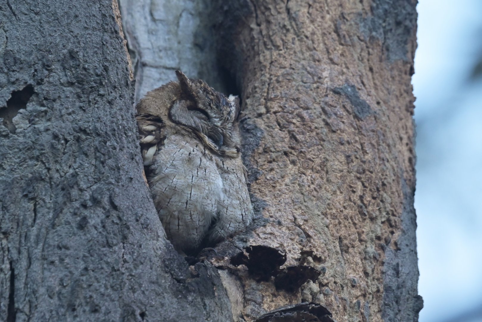 Indian Scops Owl Otus bakkamoena