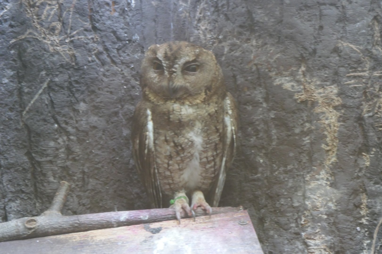 Indian Scops Owl (Otus bakkomoena)