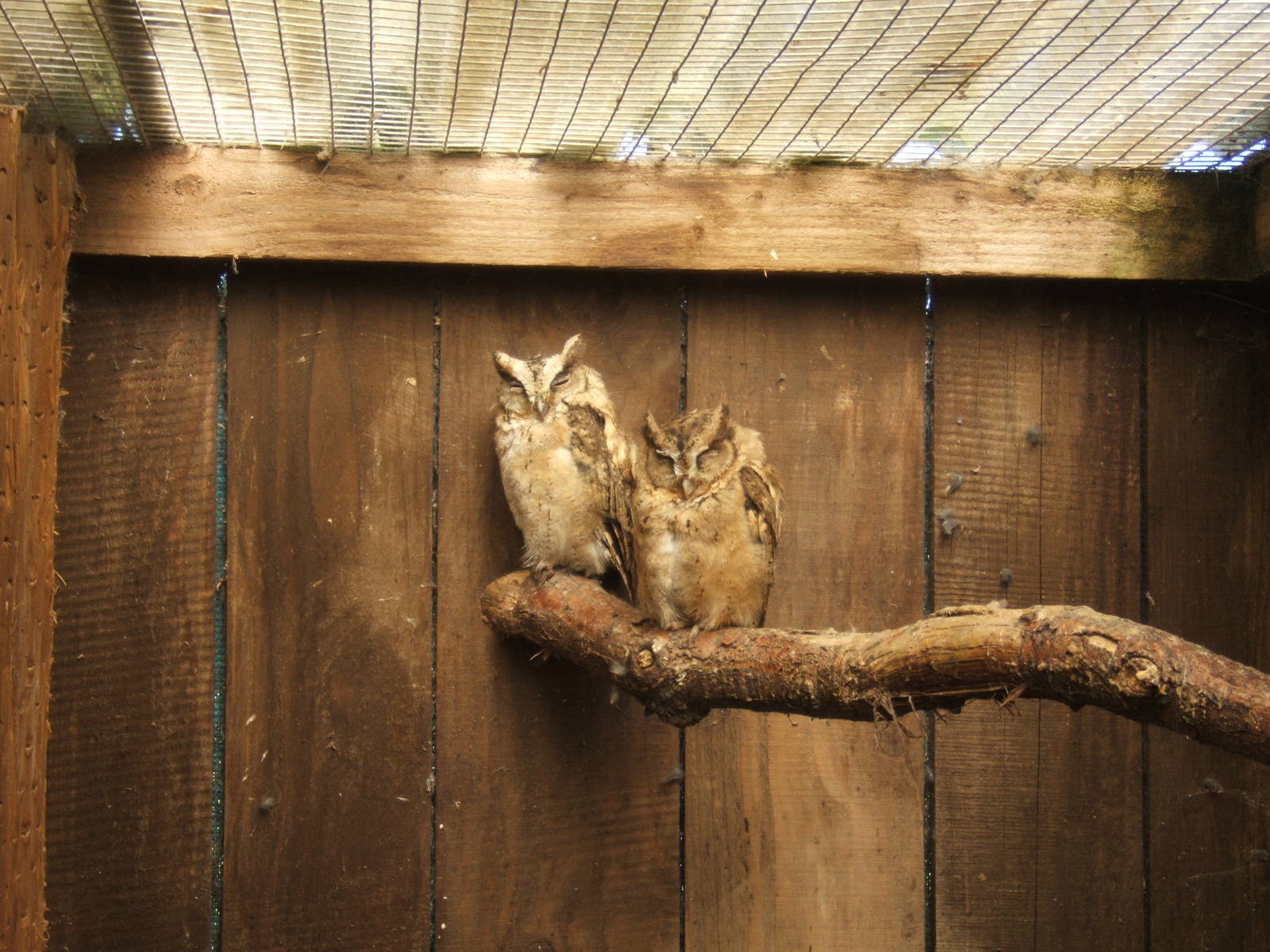 Indian Scops Owl`s