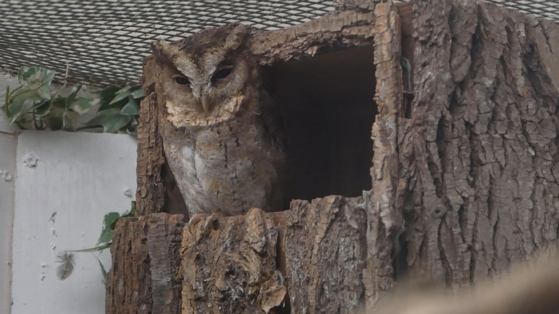 Indian Scops Owl