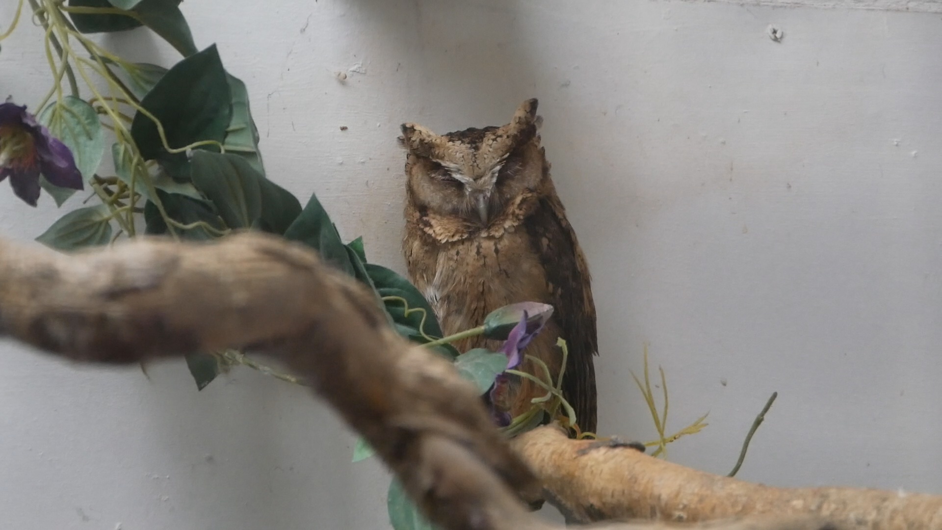 Indian Scops Owl