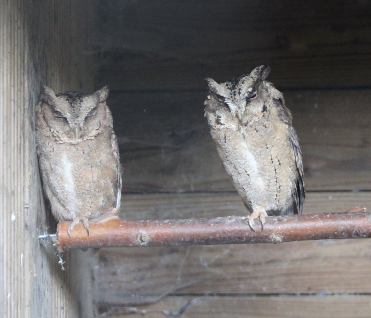 Indian scops-owls