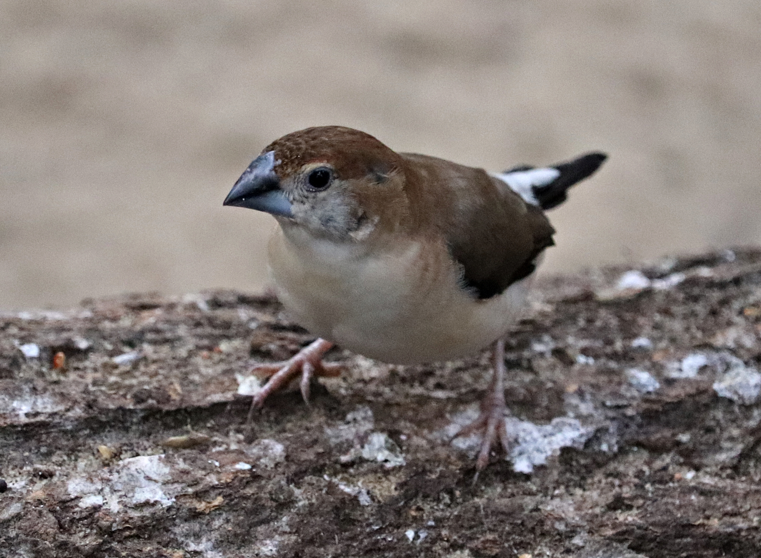 Indian silverbill (Euodice malabarica) - Jungle Trail