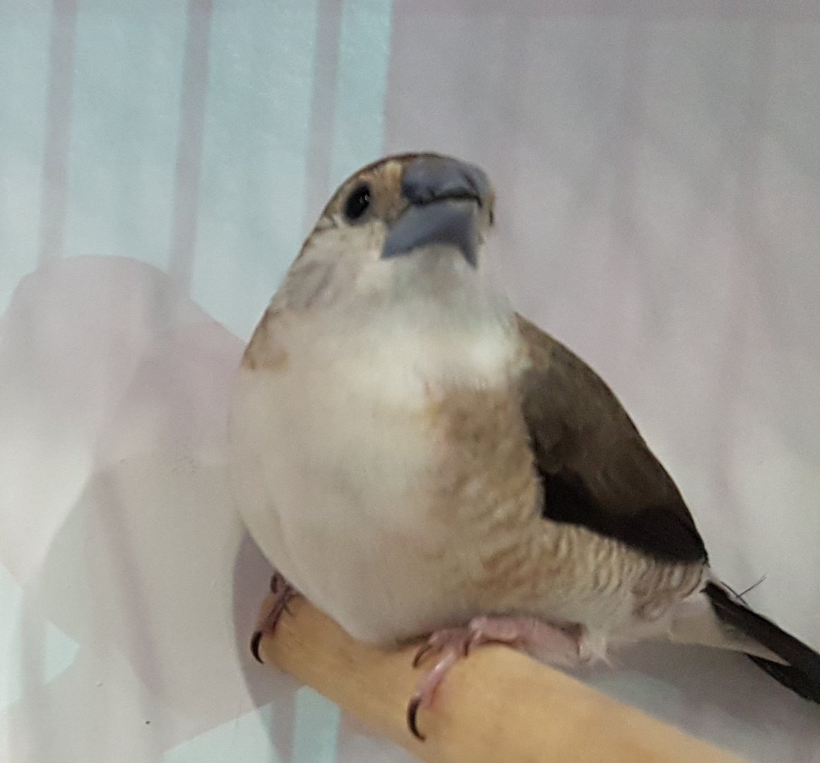 Indian silverbill - Euodice malabarica