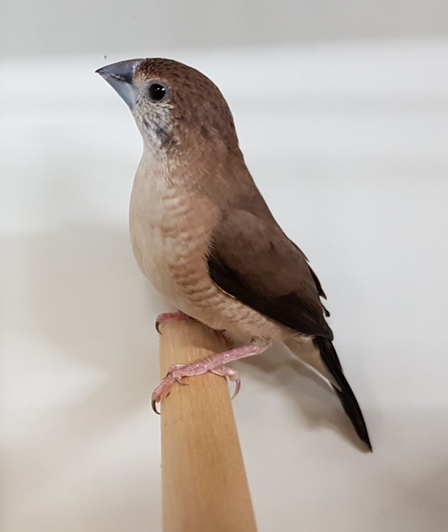 Indian silverbill
