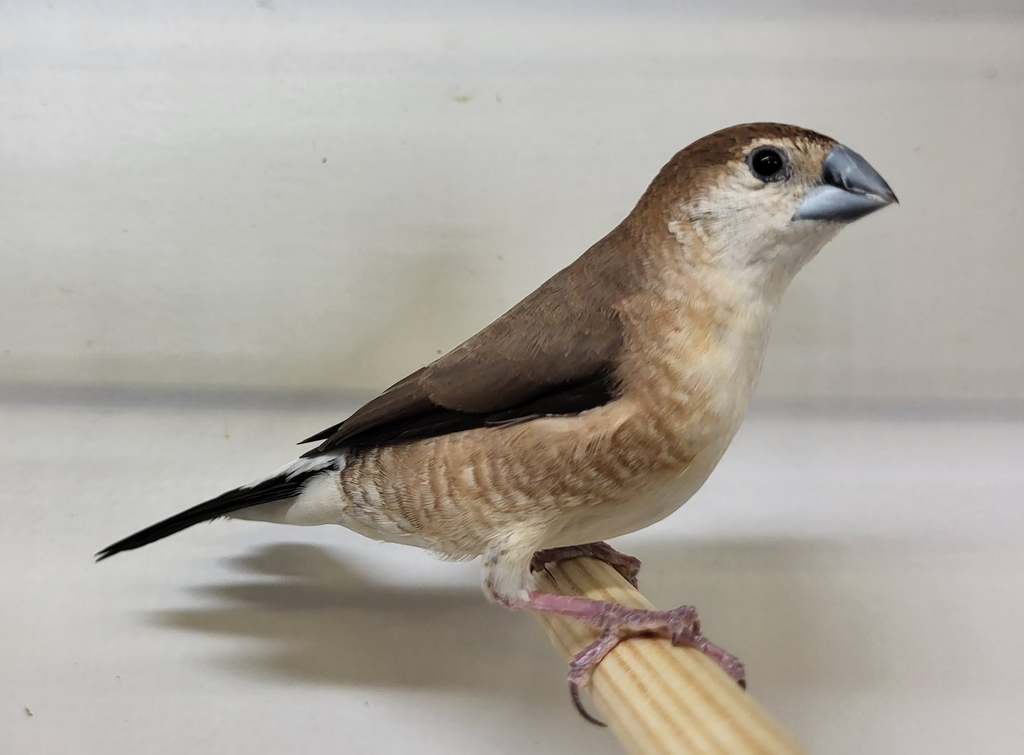 Indian silverbill