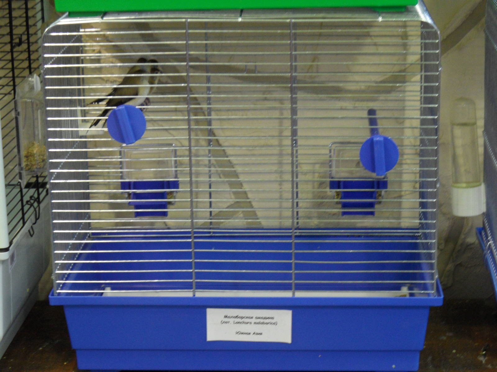 Indian silverbills - bird show'12