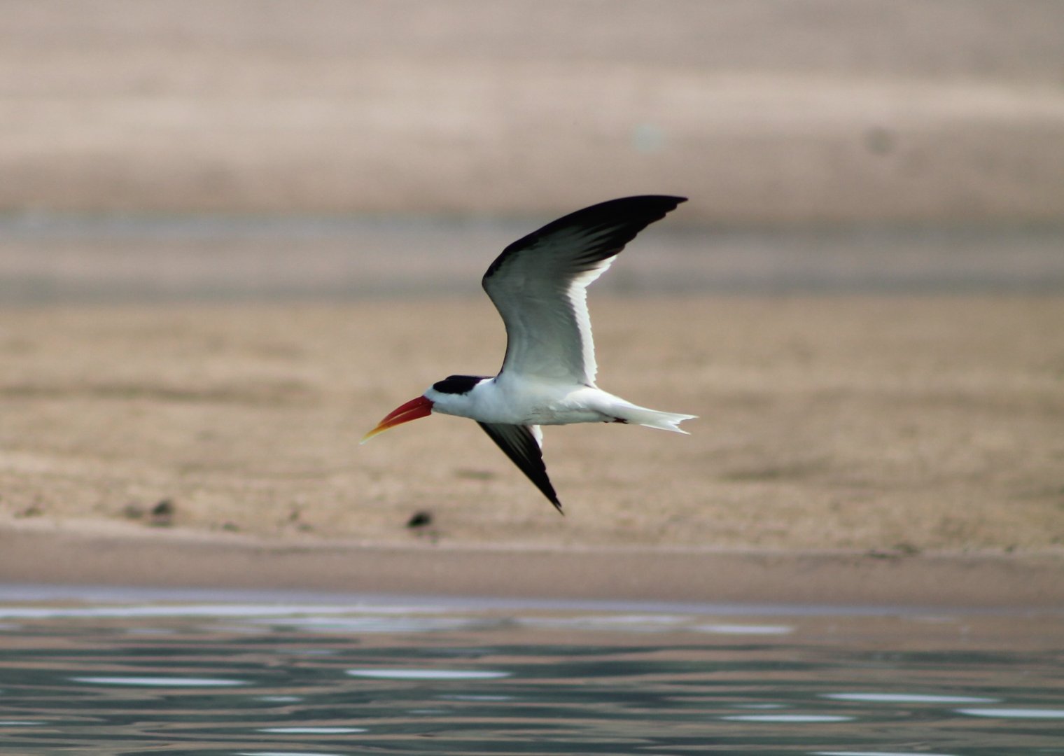 Indian Skimmer (Rynchops albicollis)
