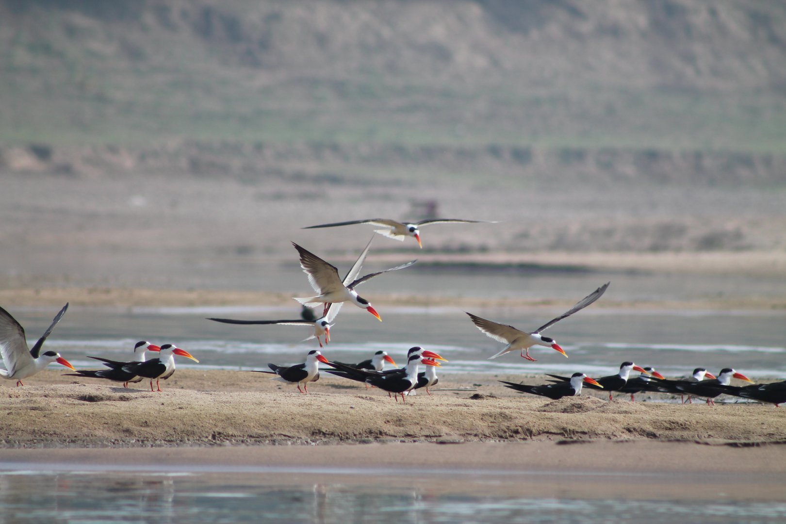 Indian Skimmers (Rynchops albicollis)