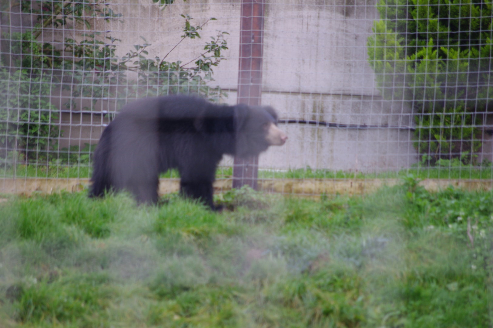 Indian Sloth Bear- 27/10/2023