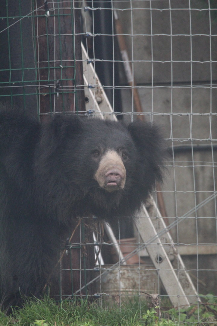Indian Sloth Bear- 4th November 2023