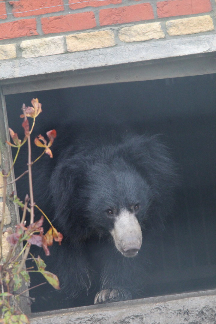 Indian Sloth Bear- 4th November 2023