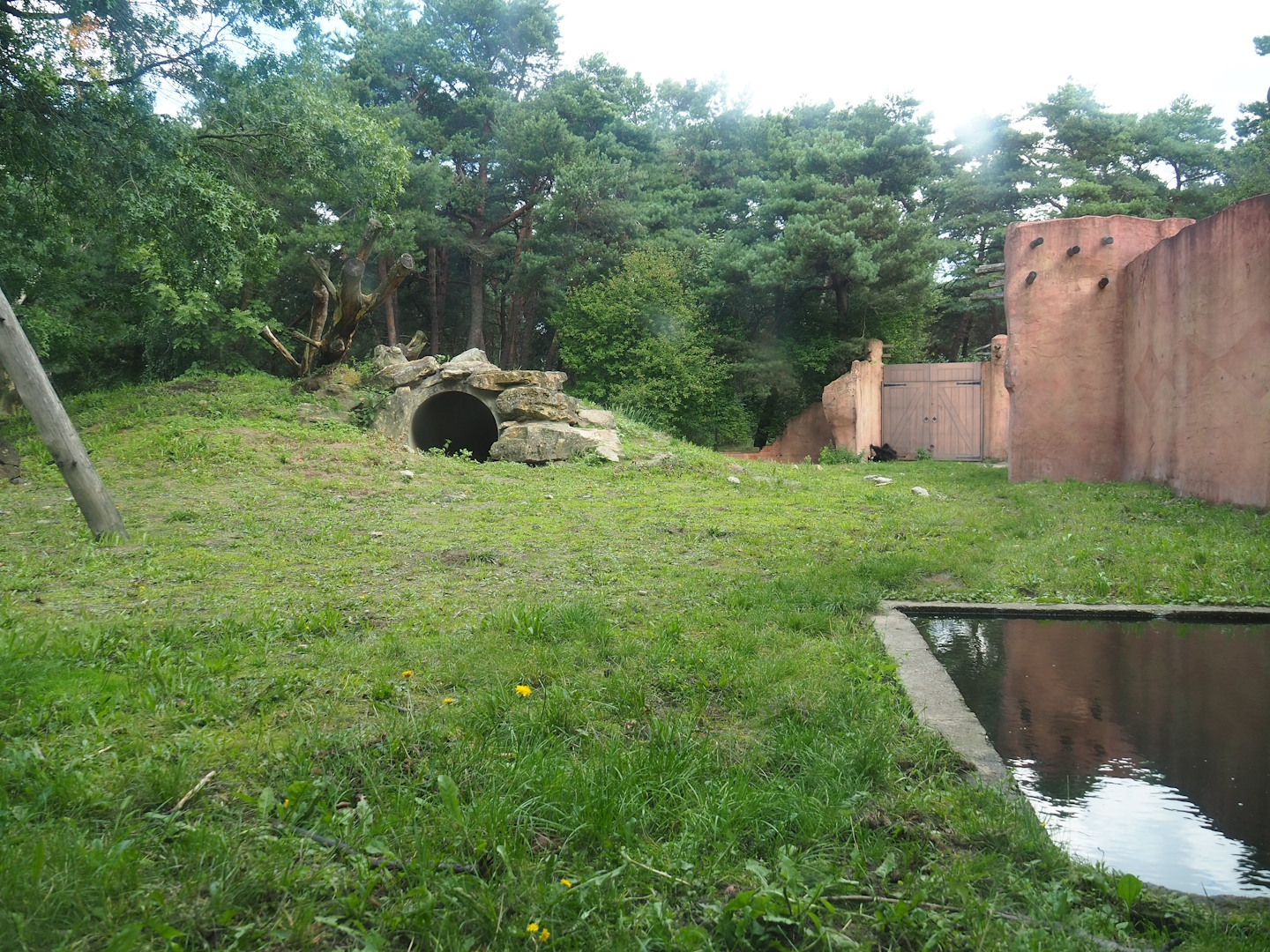 Indian sloth bear and Asian small-clawed otter exhibit, 2023-08-15