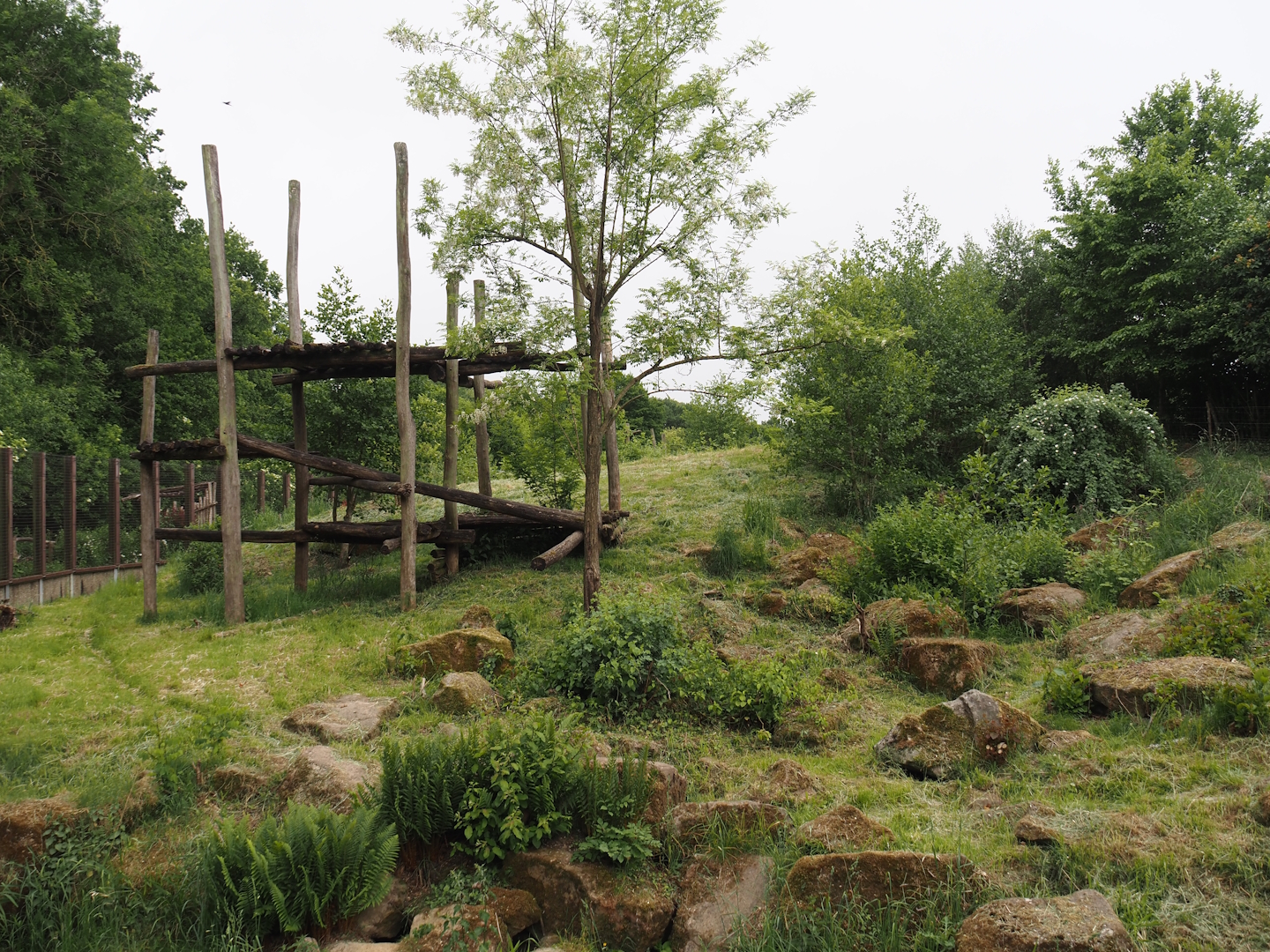 Indian sloth bear and European golden jackal exhibit, 2025-05-22