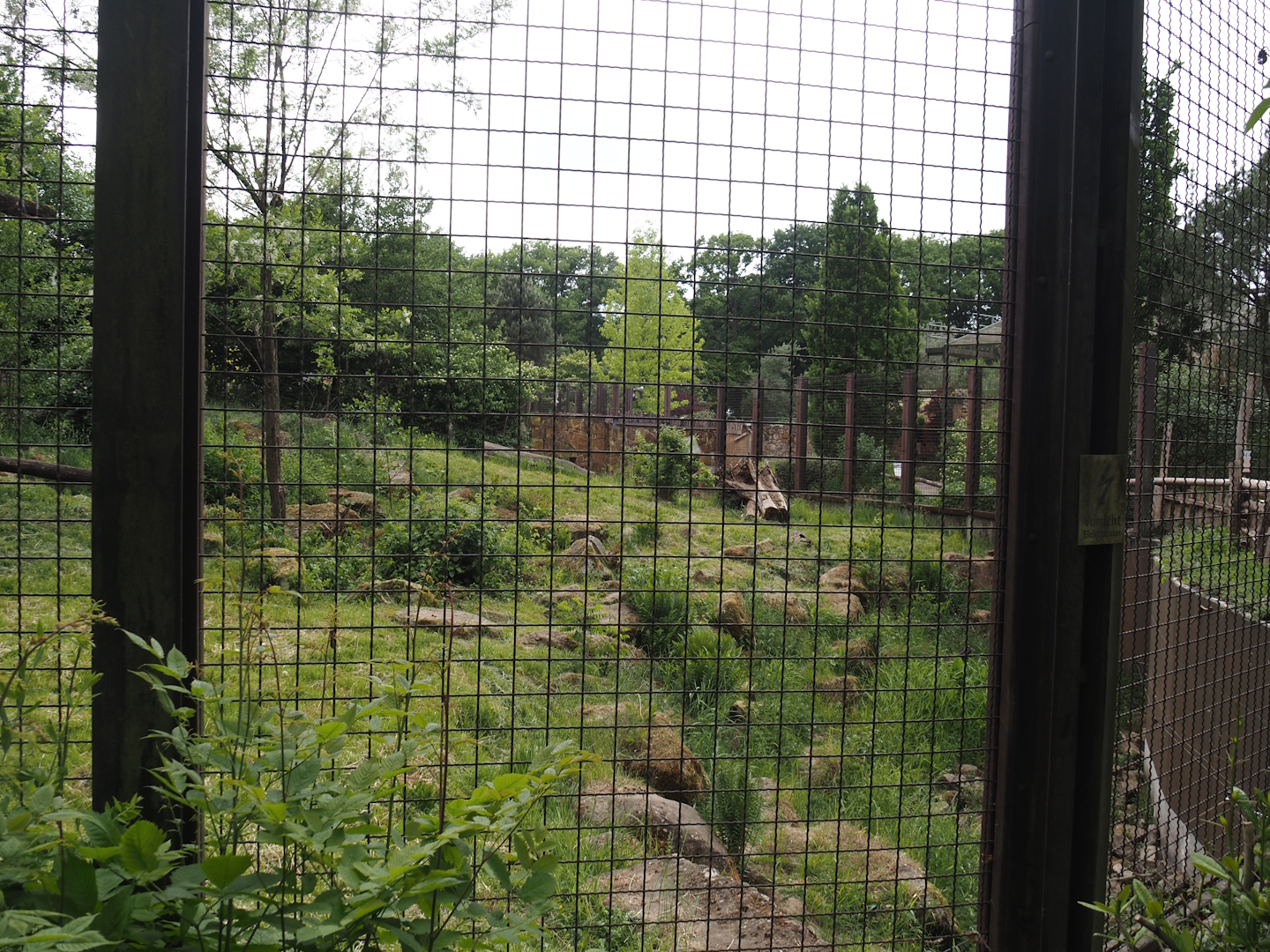 Indian sloth bear and European golden jackal exhibit, 2025-05-22