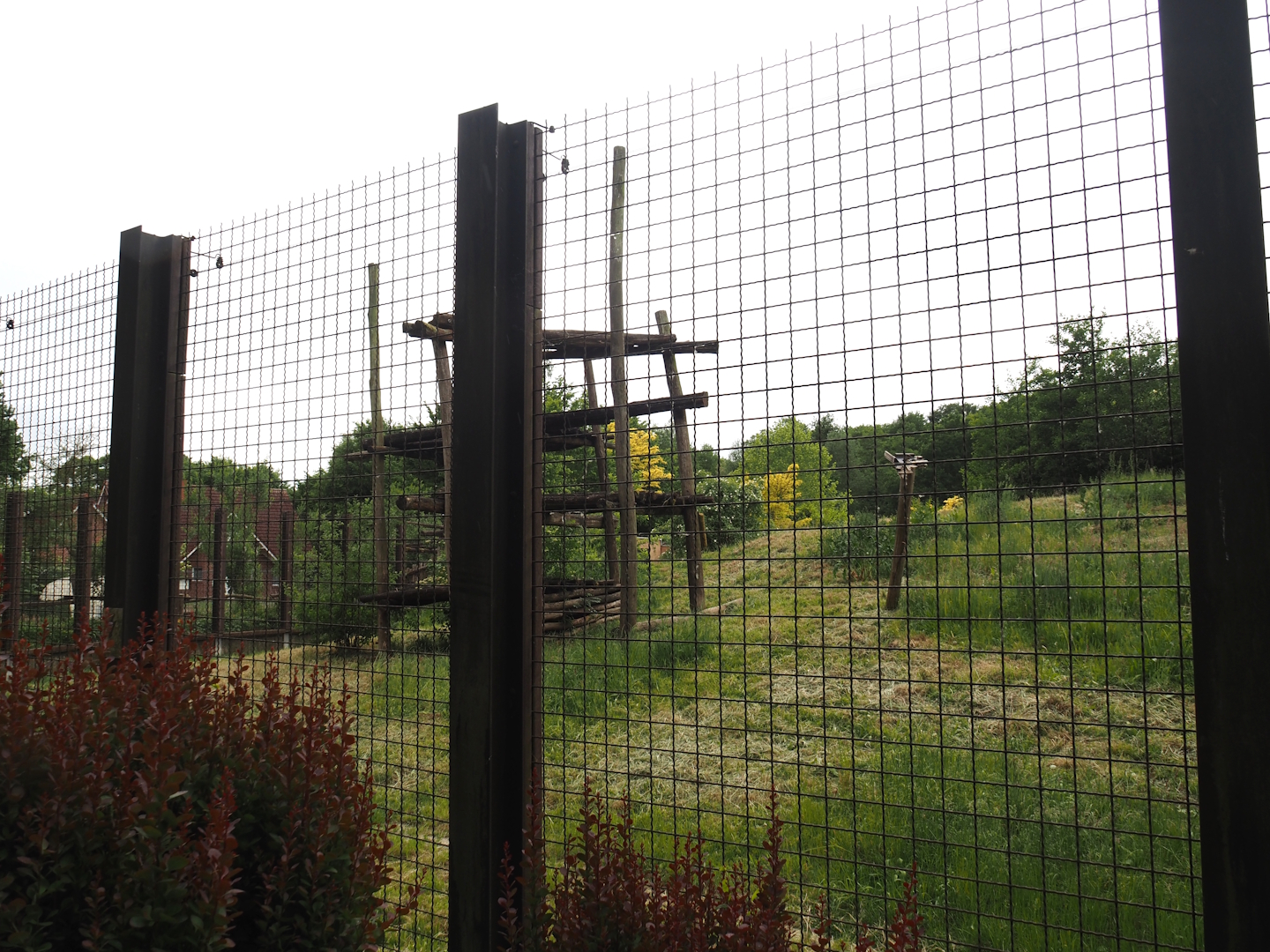 Indian sloth bear and European golden jackal exhibit, 2025-05-22