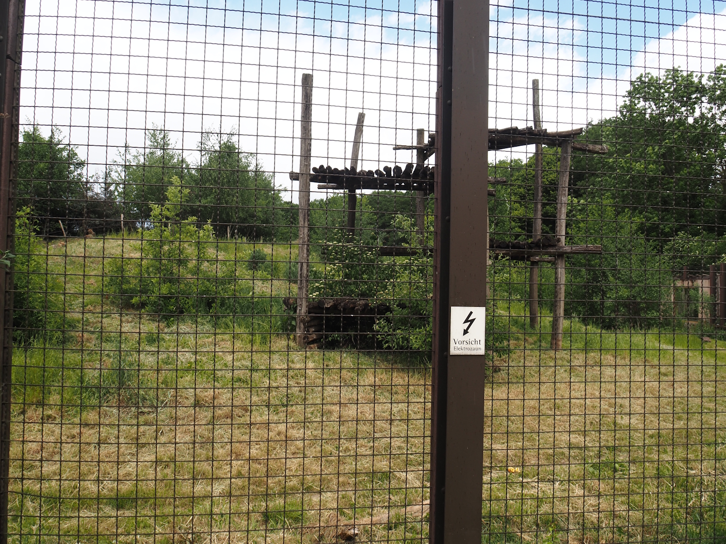 Indian sloth bear and European golden jackal exhibit, 2025-05-22