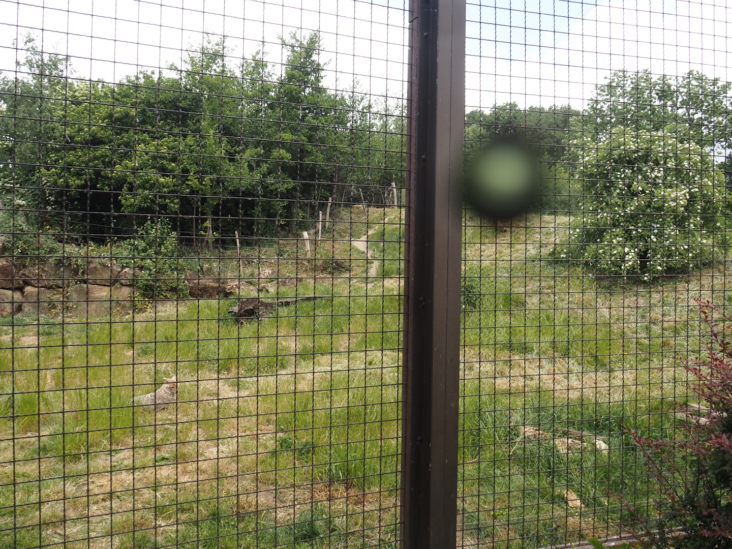 Indian sloth bear and European golden jackal exhibit, 2025-05-22