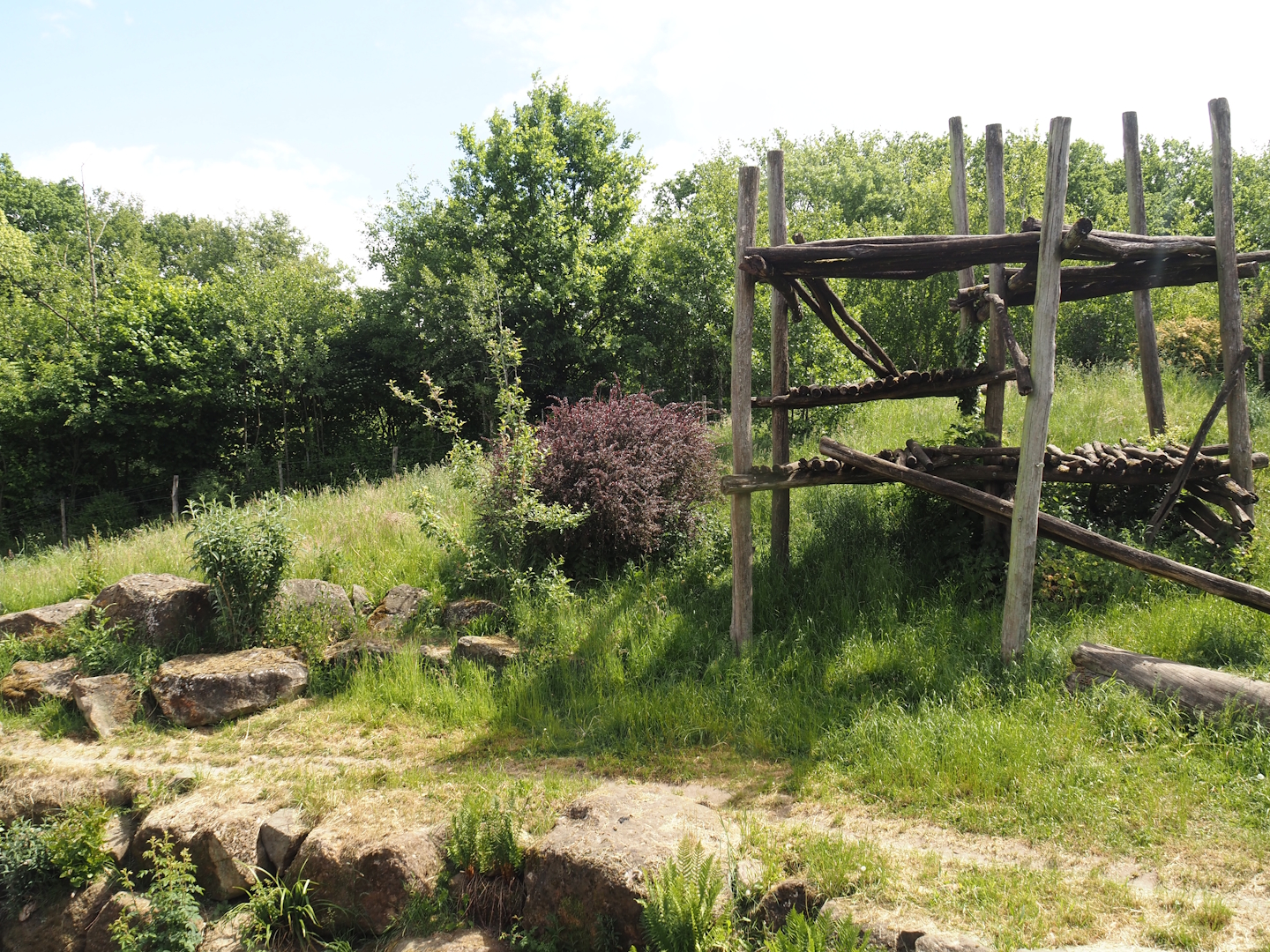 Indian sloth bear and European golden jackal exhibit, 2025-05-22