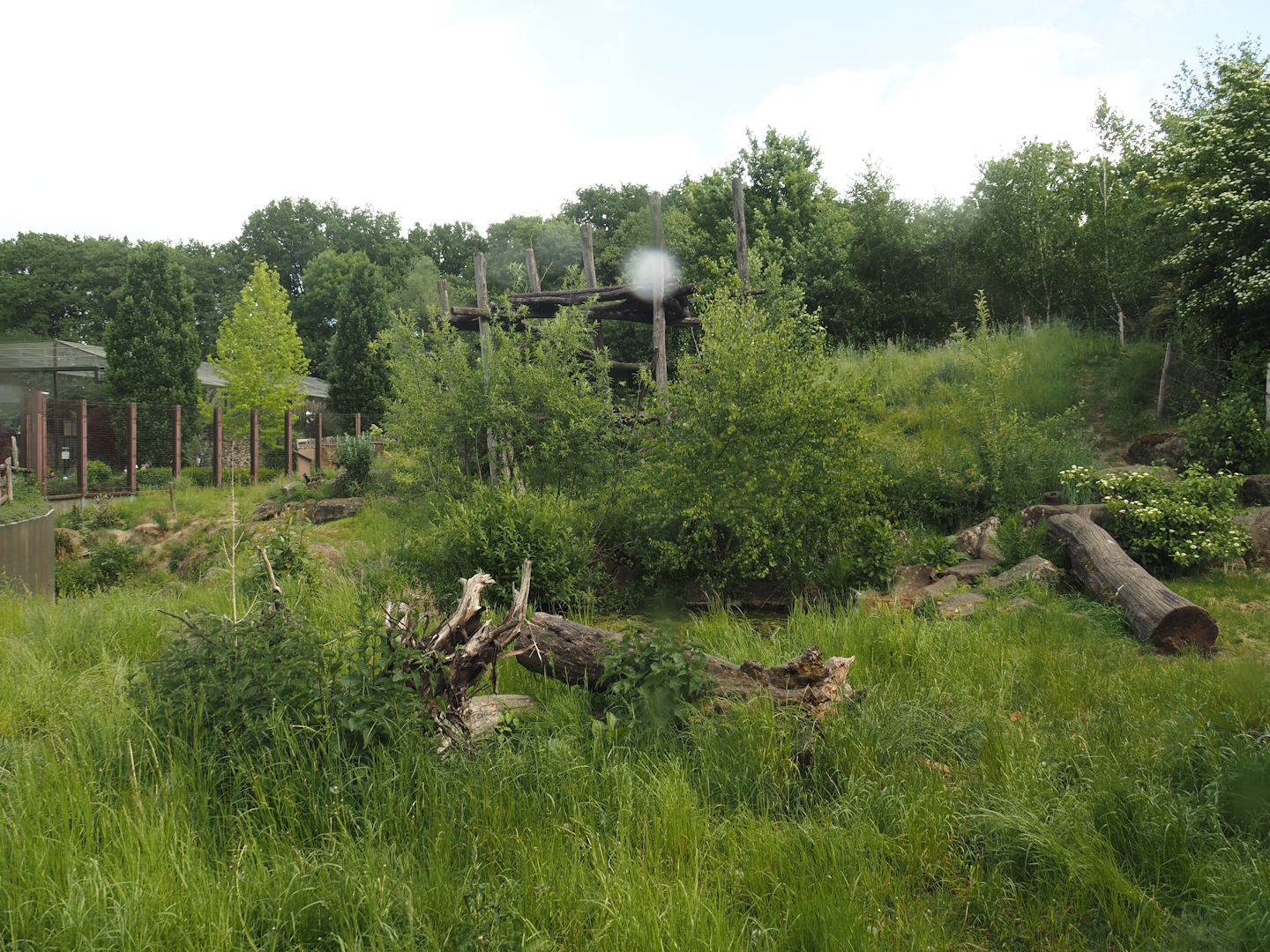 Indian sloth bear and European golden jackal exhibit, 2025-05-22