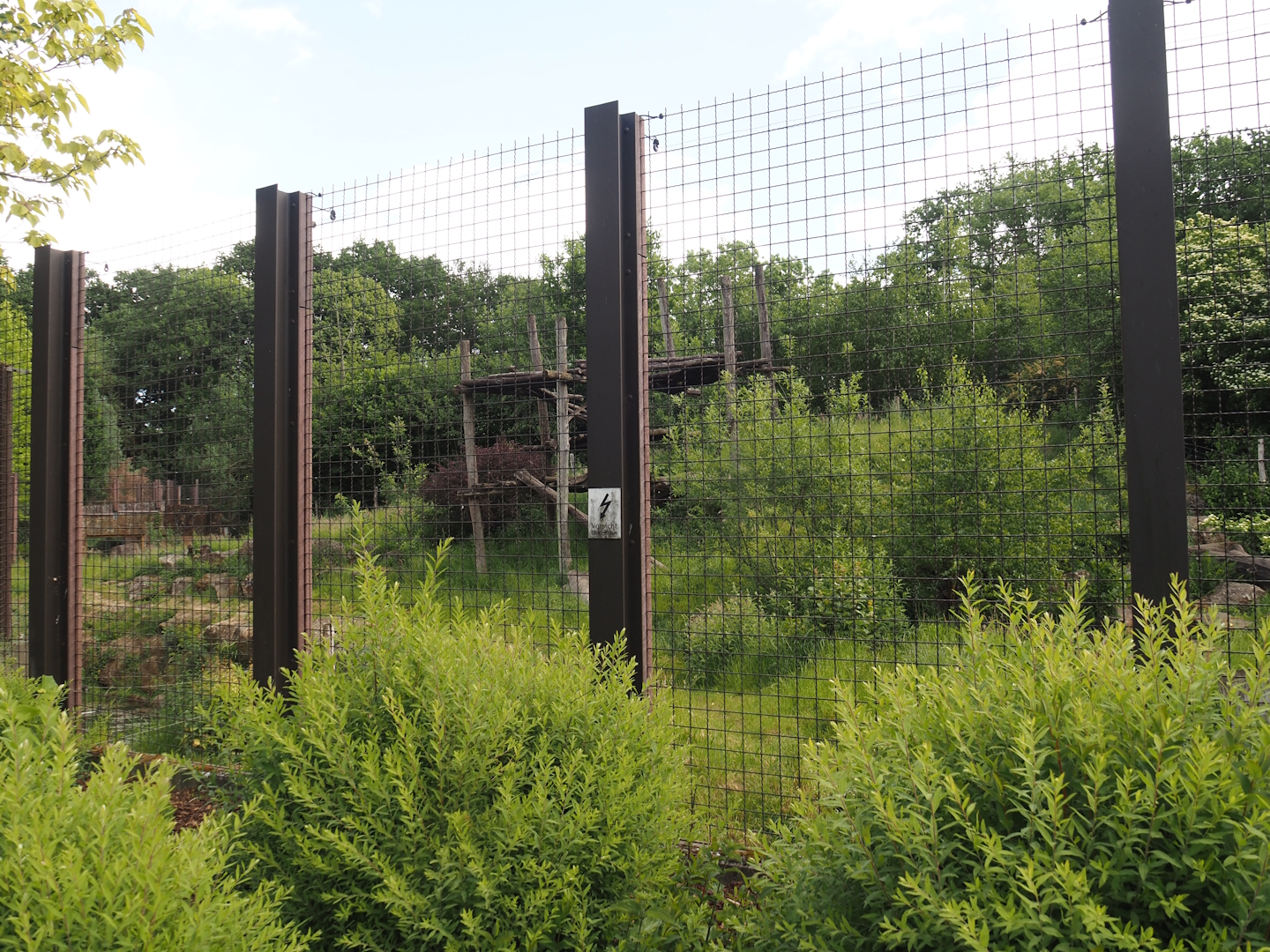 Indian sloth bear and European golden jackal exhibit, 2025-05-22