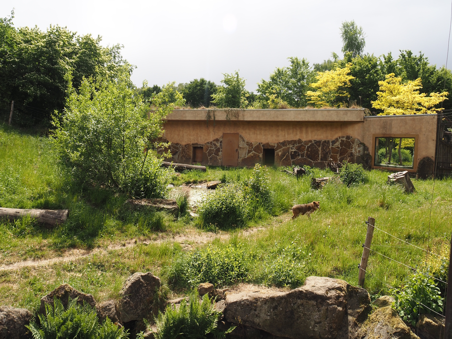 Indian sloth bear and European golden jackal exhibit and holding building, 2025-05-22