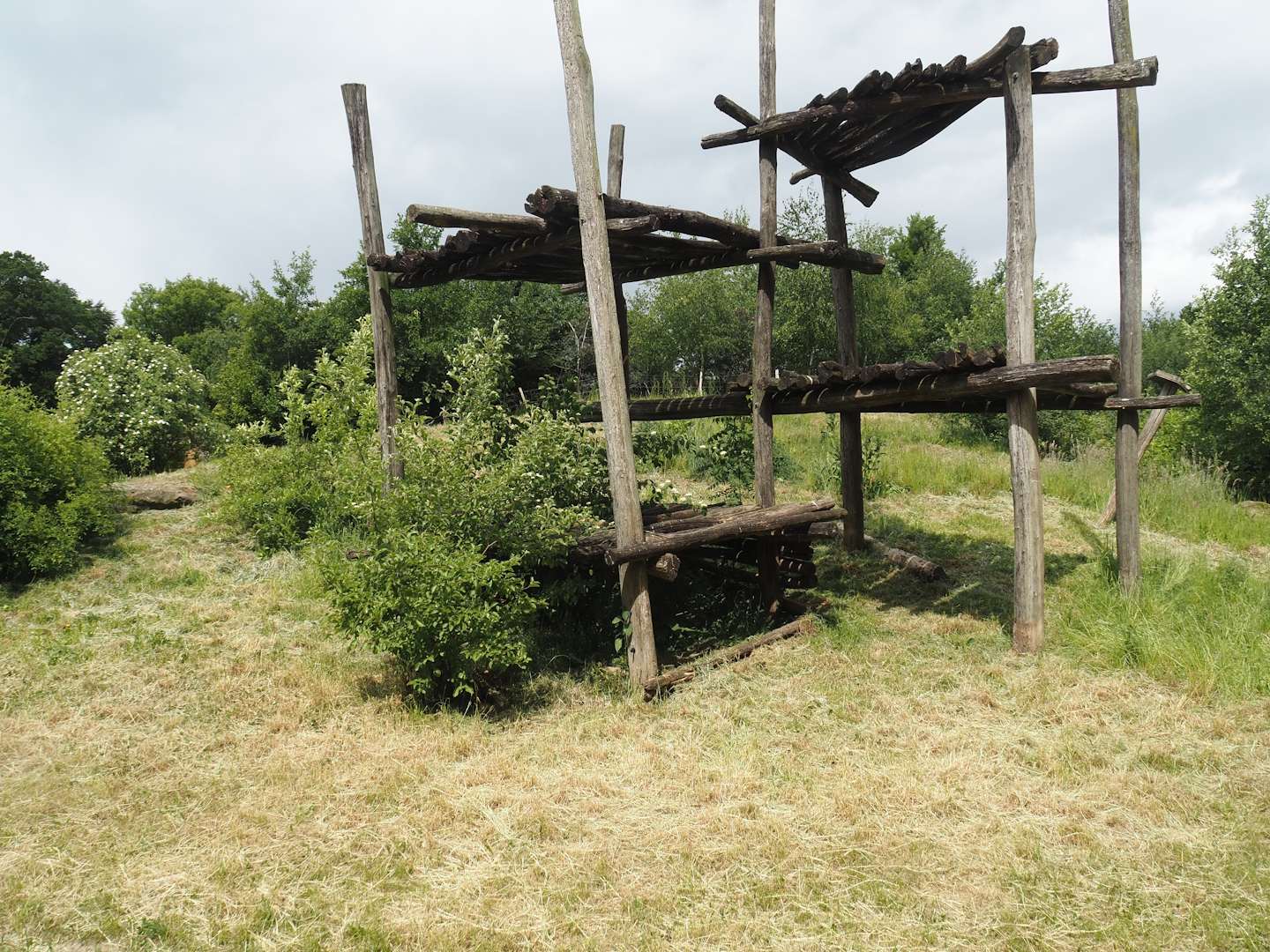 Indian sloth bear and European golden jackal exhibit seen from the insect house, 2025-05-22