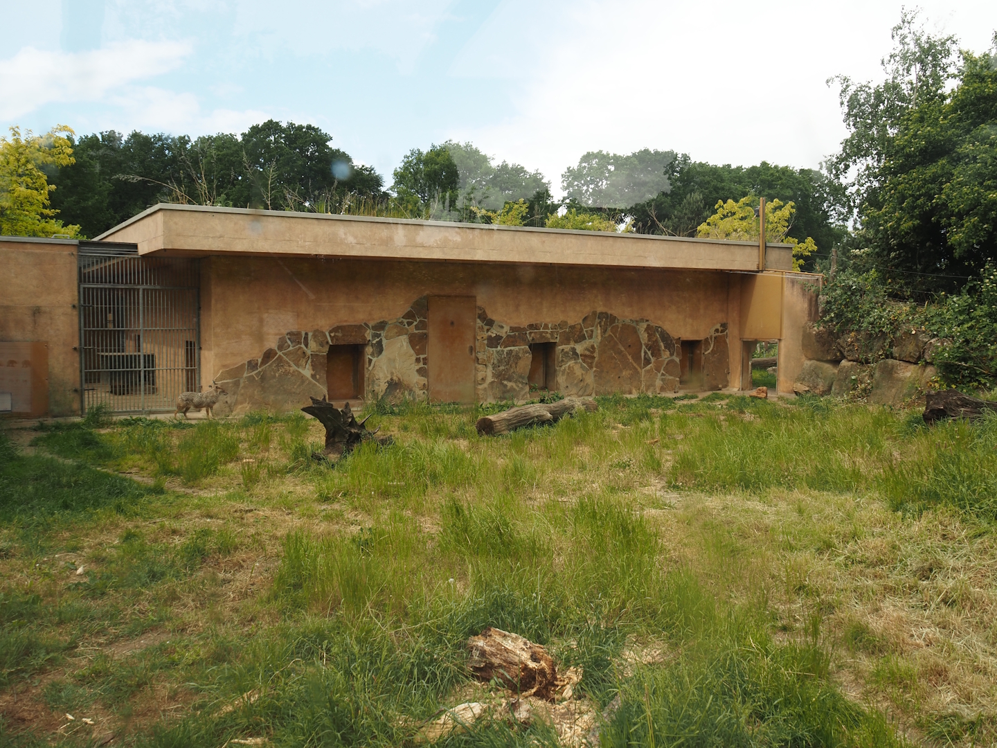 Indian sloth bear and European golden jackal holding building, 2025-05-22