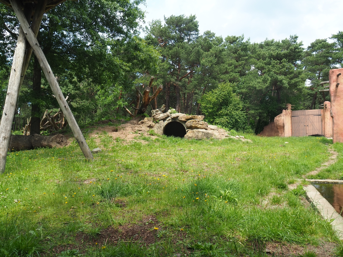 Indian sloth bear, Asian small-clawed otter and Corsac fox exhibit,  2022-06-12