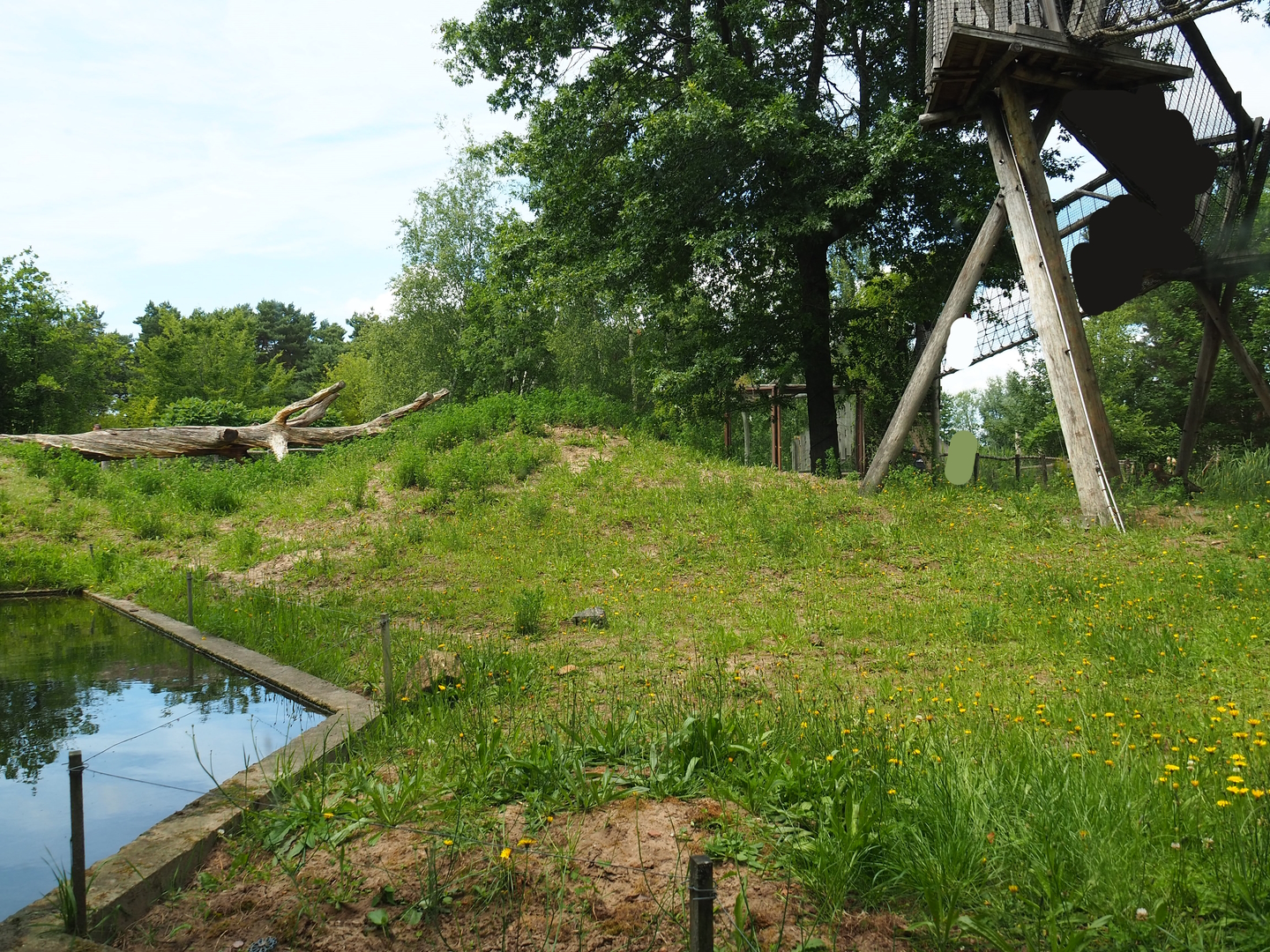 Indian sloth bear, Asian small-clawed otter and Corsac fox exhibit, 2022-06-12