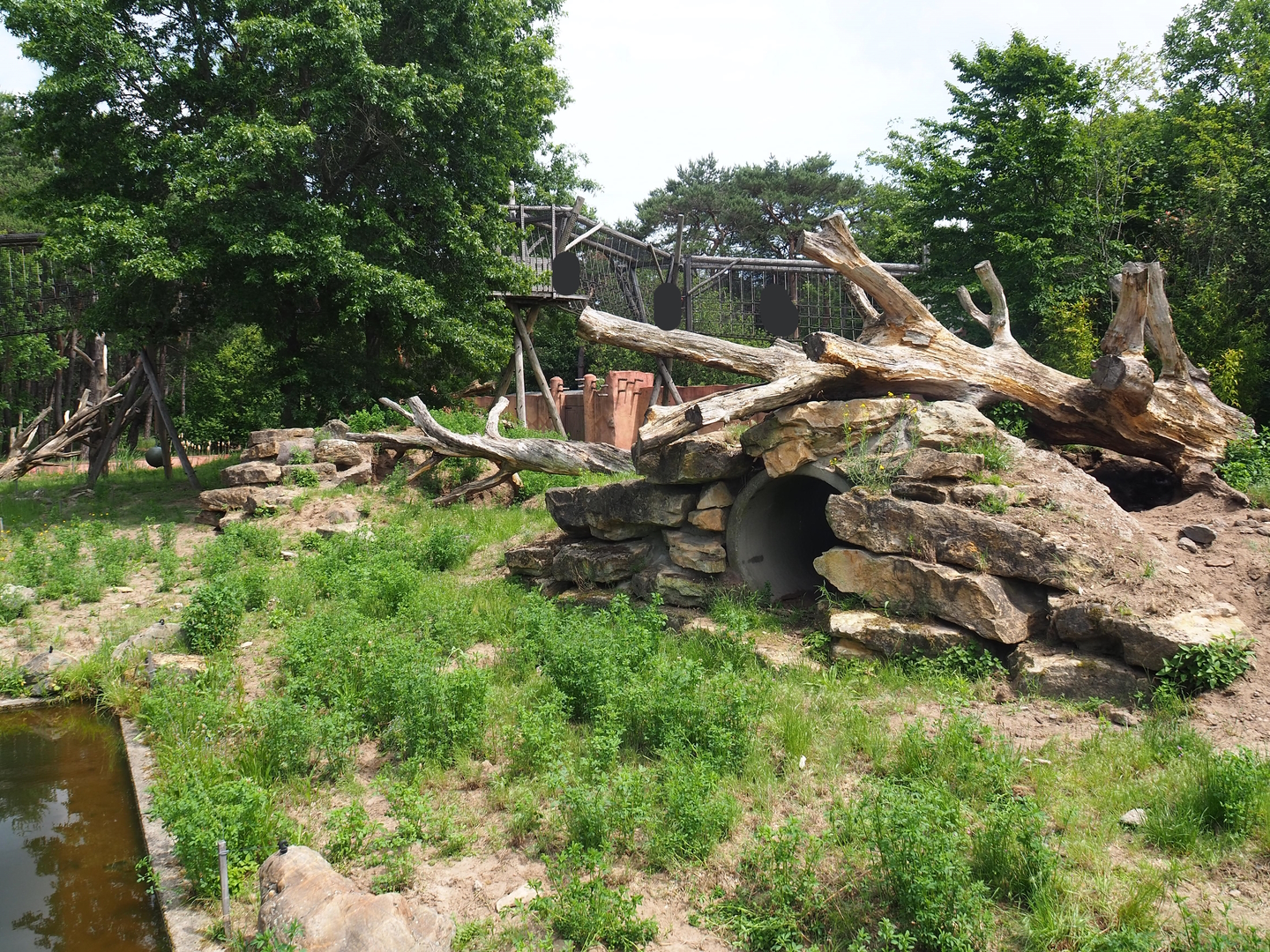 Indian sloth bear, Asian small-clawed otter and Corsac fox exhibit, 2022-06-12