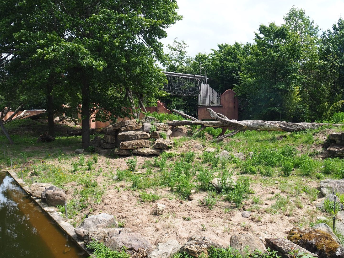 Indian sloth bear, Asian small-clawed otter and Corsac fox exhibit, 2022-06-12