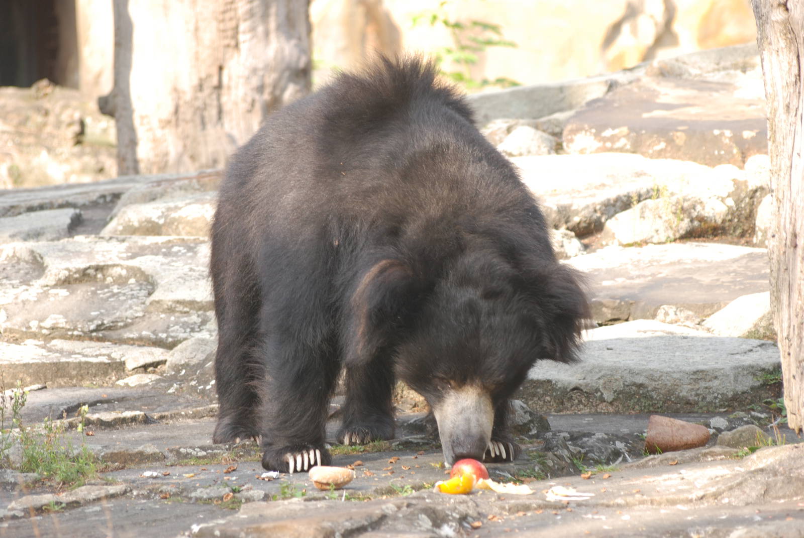Indian Sloth Bear at Berlin Zoo, 31/08/11