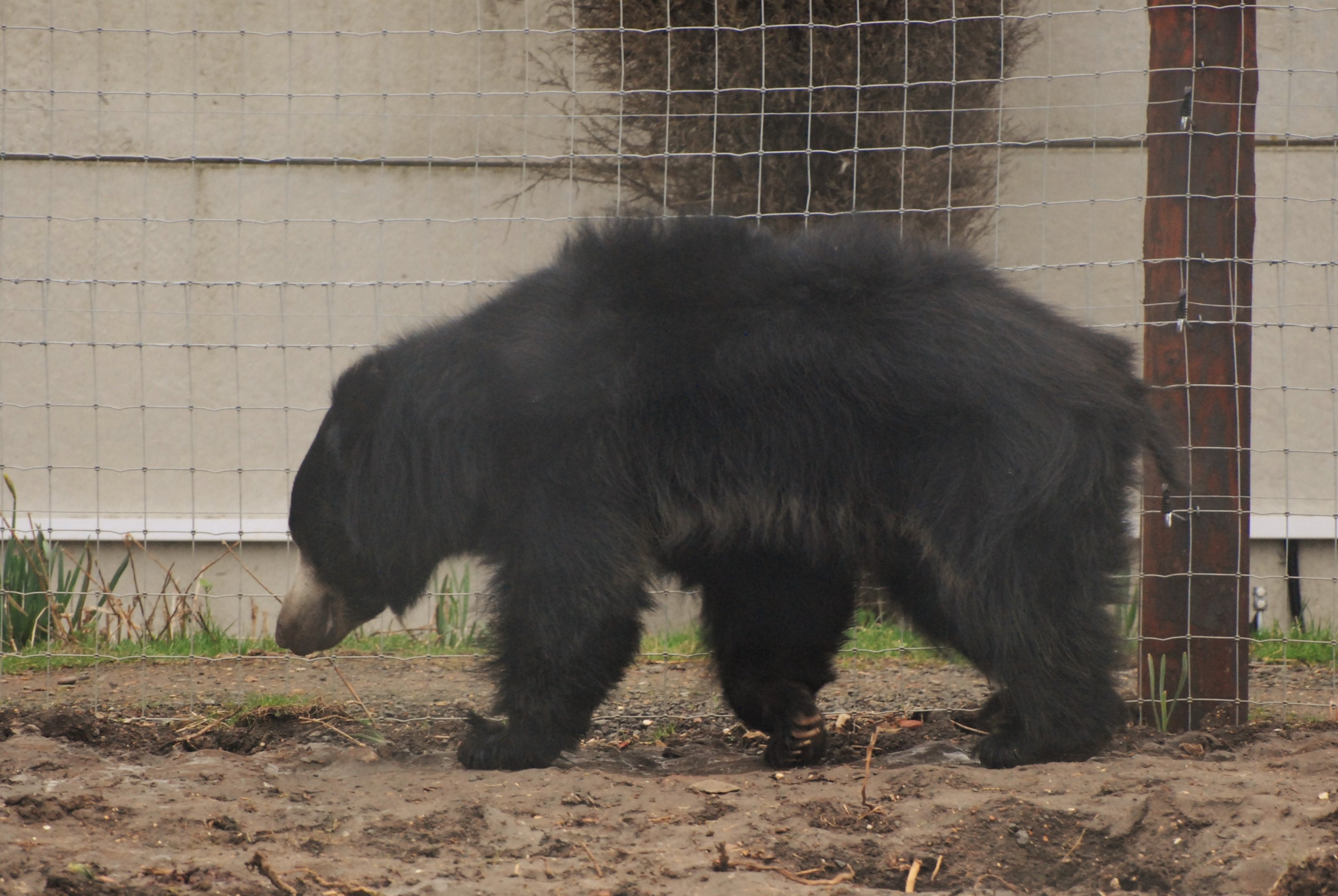 Indian Sloth Bear at Johnson's of Old Hurst, 19th February 2022