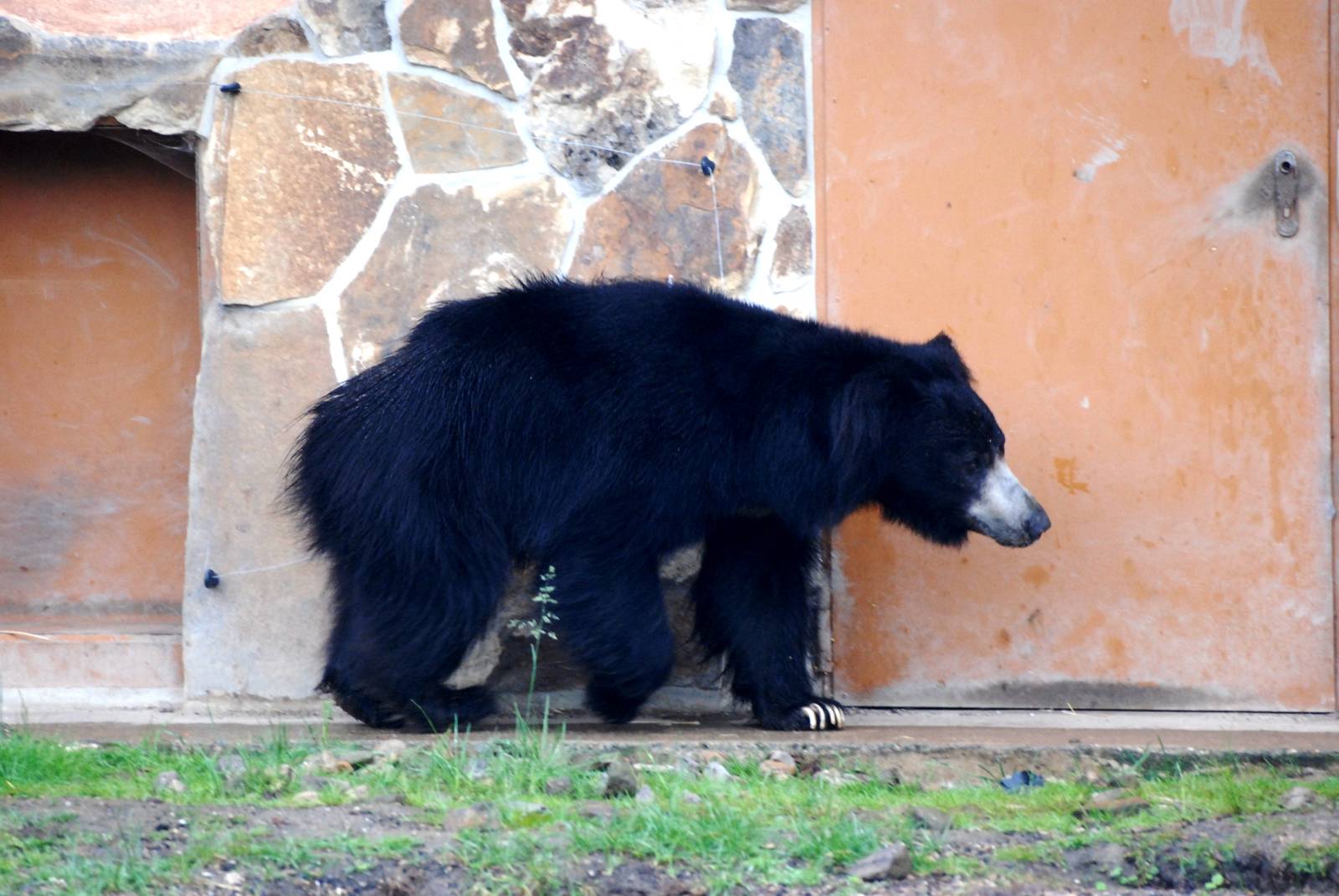 Indian Sloth Bear at Rheine, 03/06/12