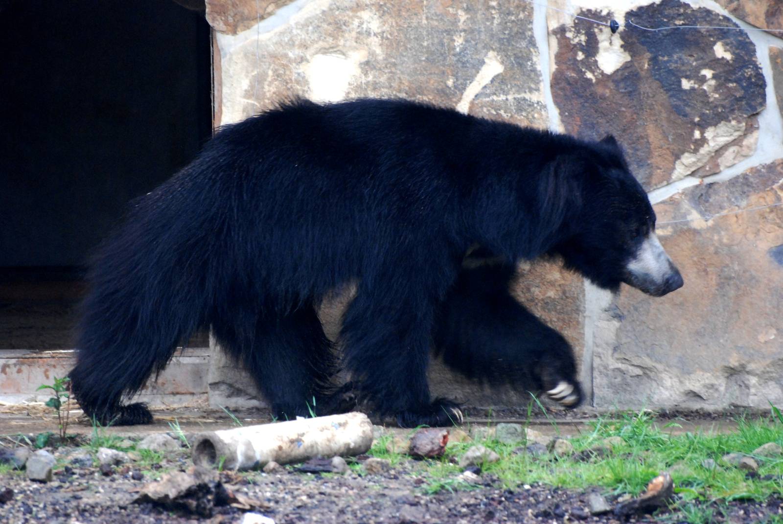 Indian Sloth Bear at Rheine, 03/06/12