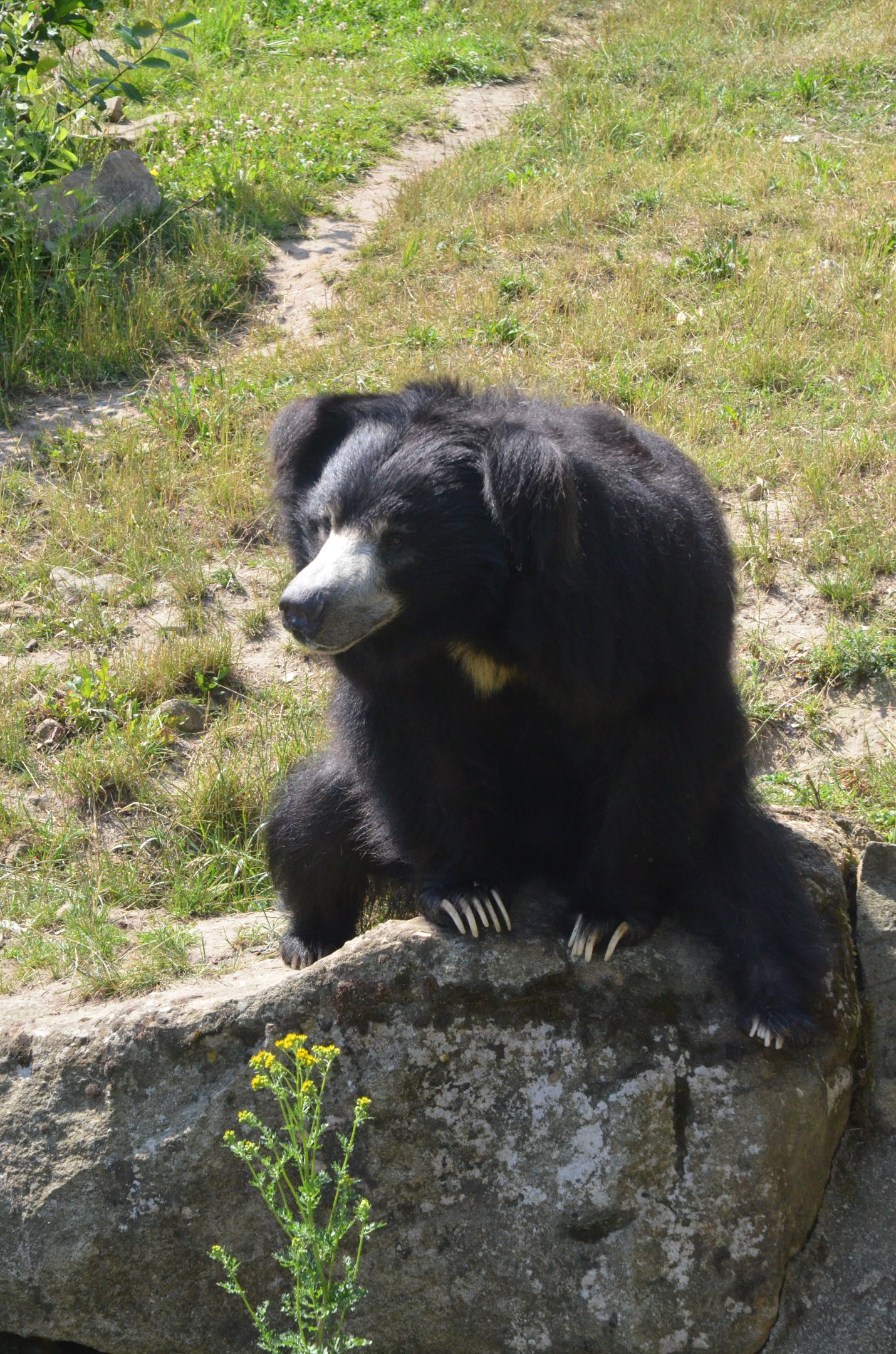 Indian Sloth Bear at Rheine, 18/06/19