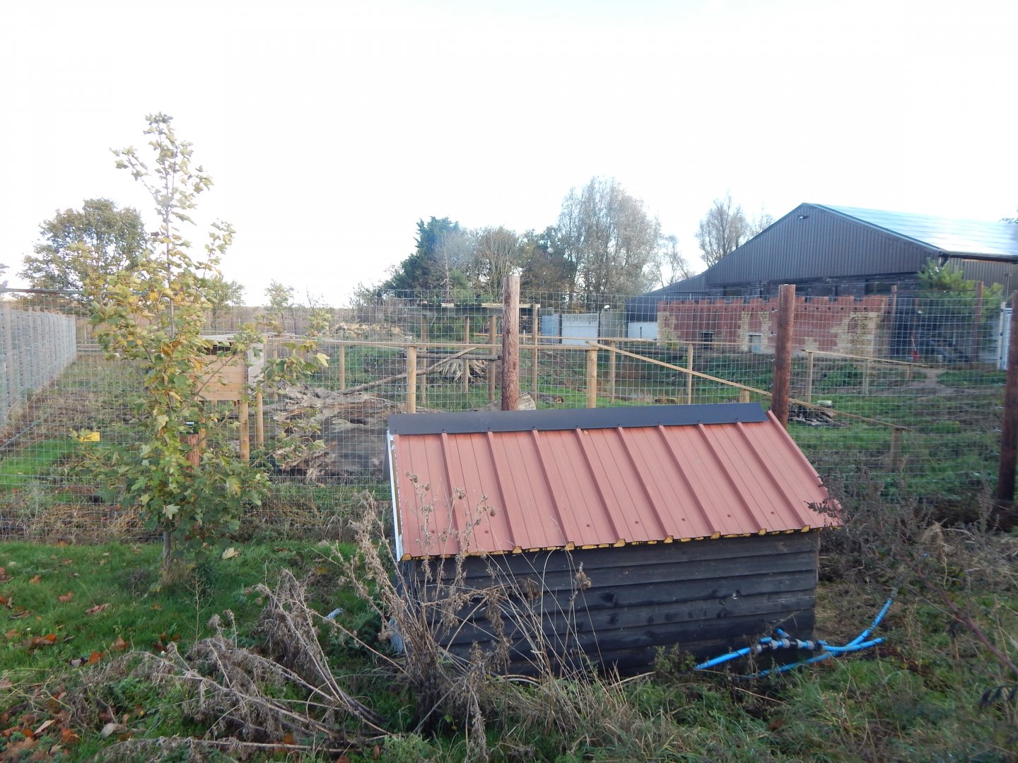 Indian sloth bear enclosure 021125