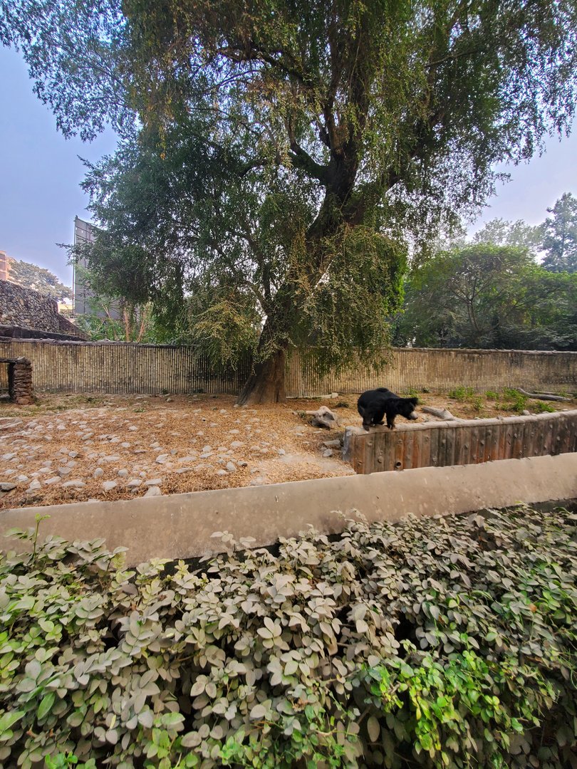 Indian Sloth Bear Exhibit - January 2023