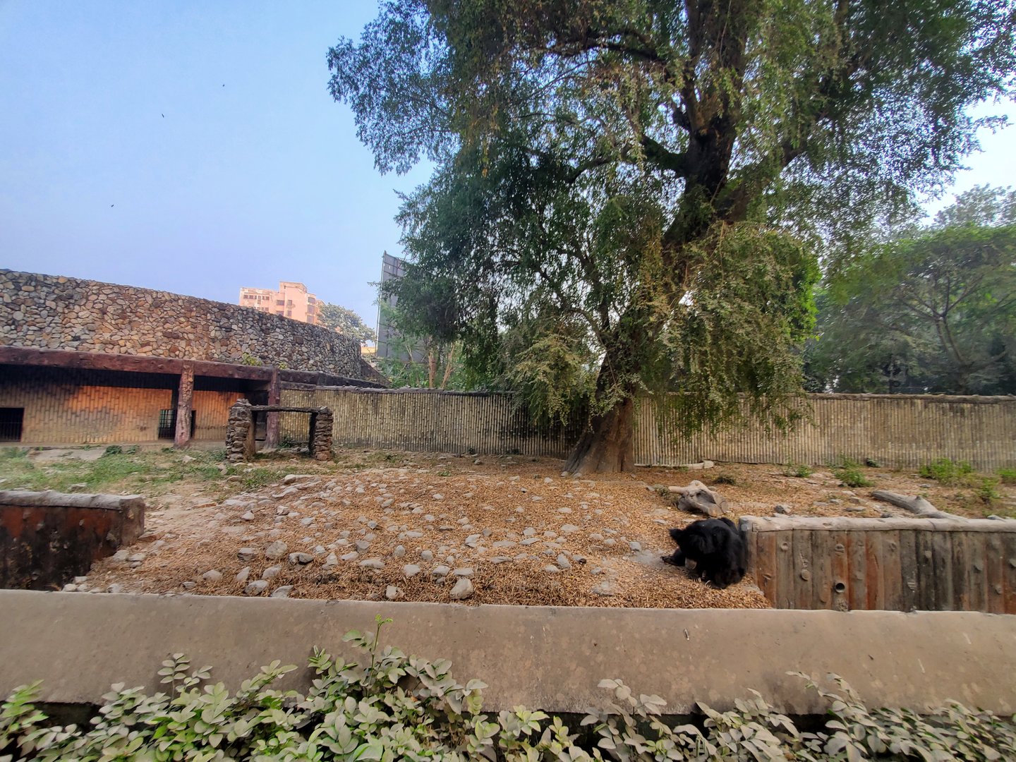 Indian Sloth Bear Exhibit - January 2023