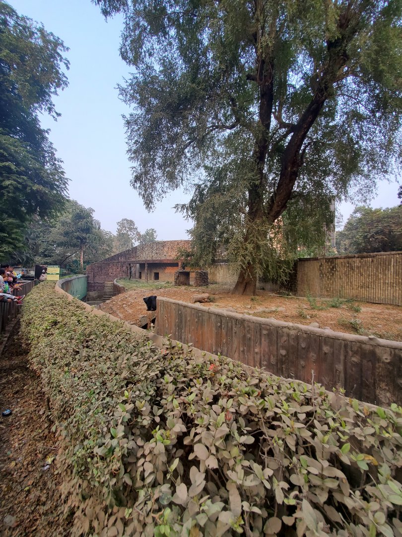 Indian Sloth Bear Exhibit - January 2023