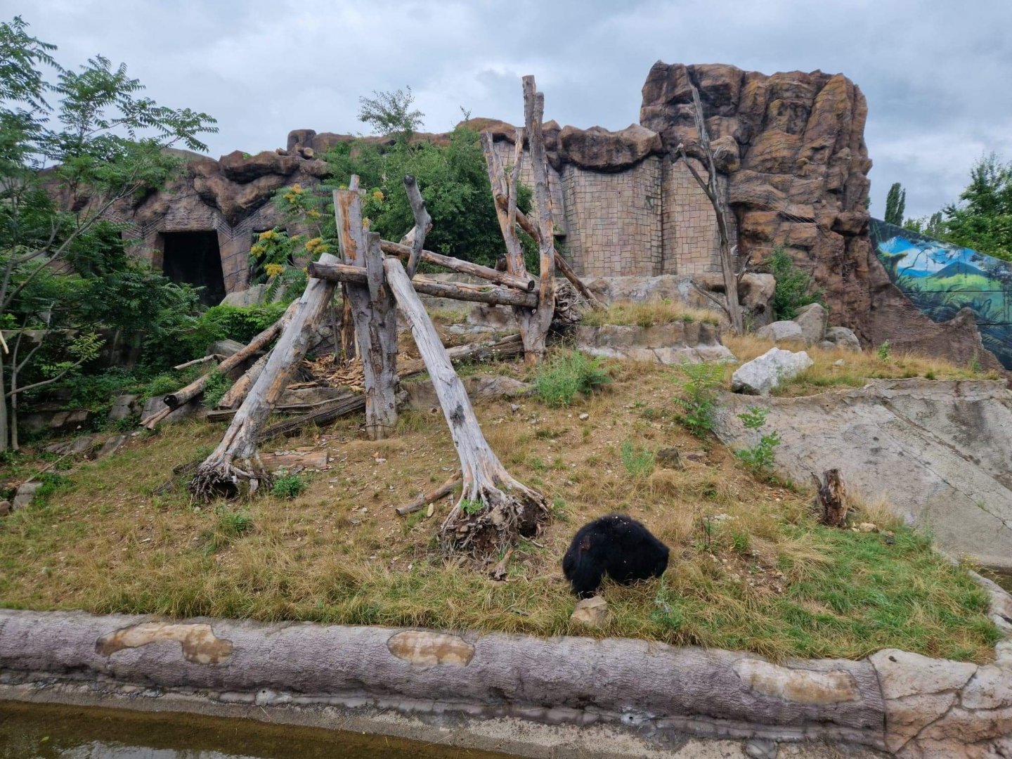 Indian Sloth Bear exhibit
