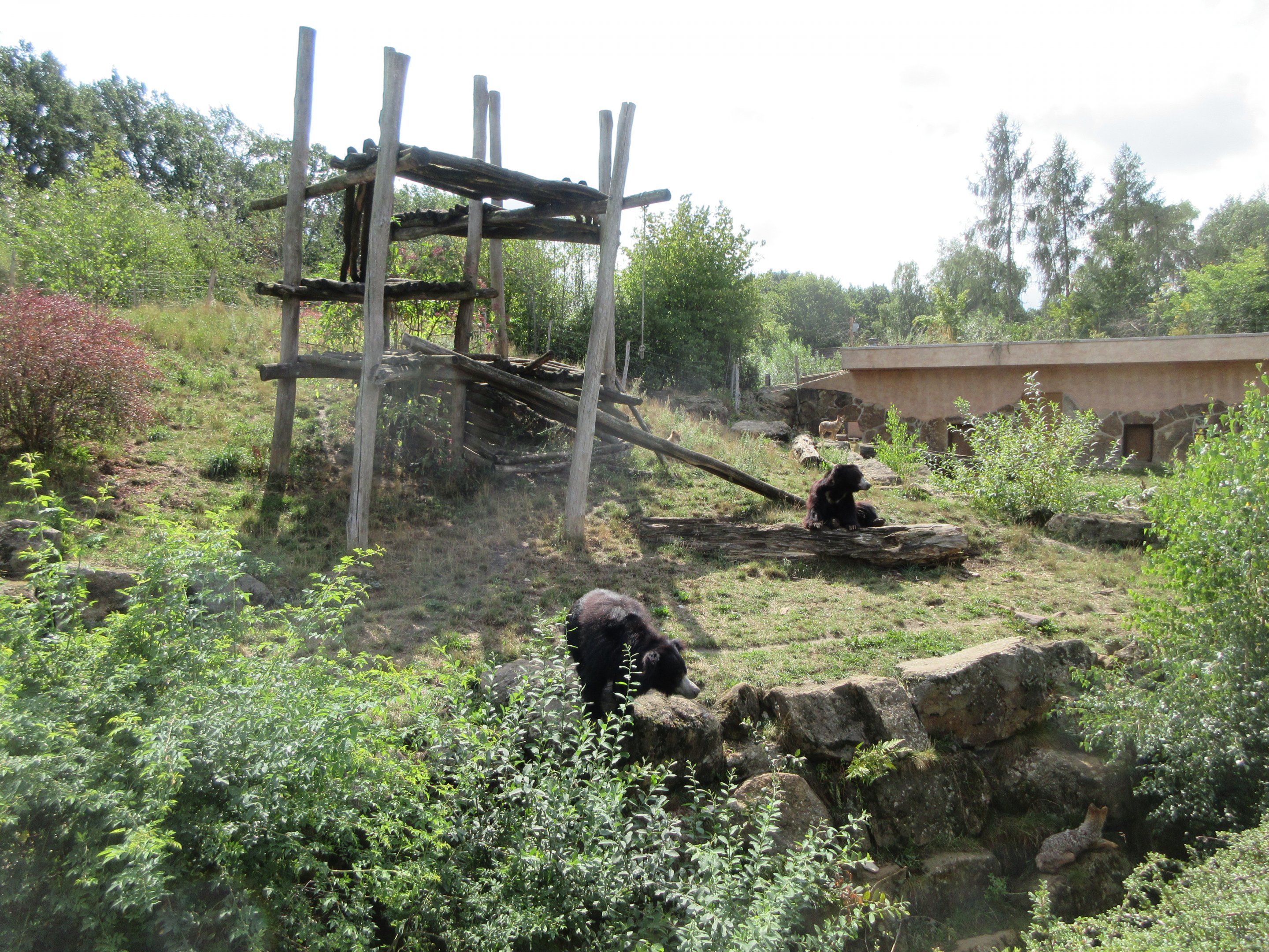 Indian Sloth Bear/Golden Jackal Exhibit