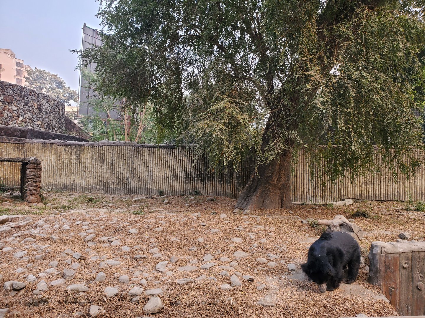 Indian Sloth Bear - January 2023