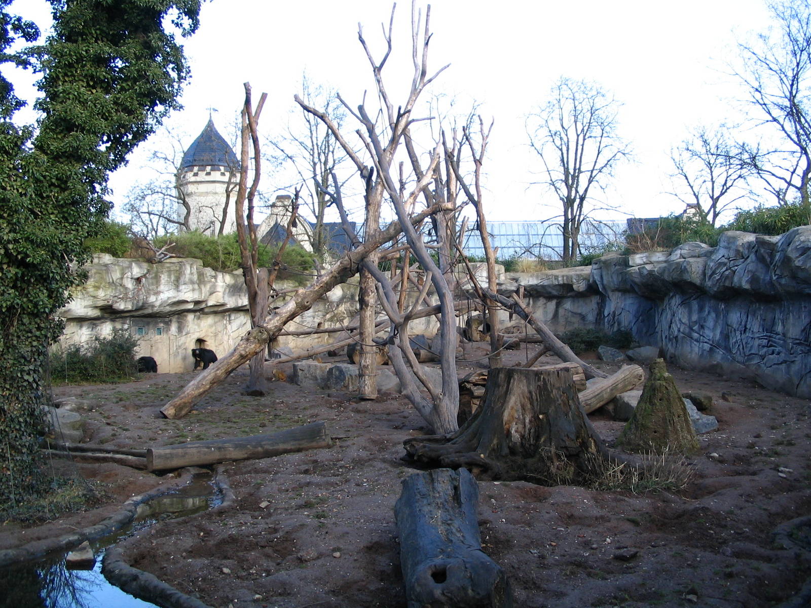 Indian Sloth Bear (Melursus ursinus ursinu) and Rhesus Macaque (Macaca mula