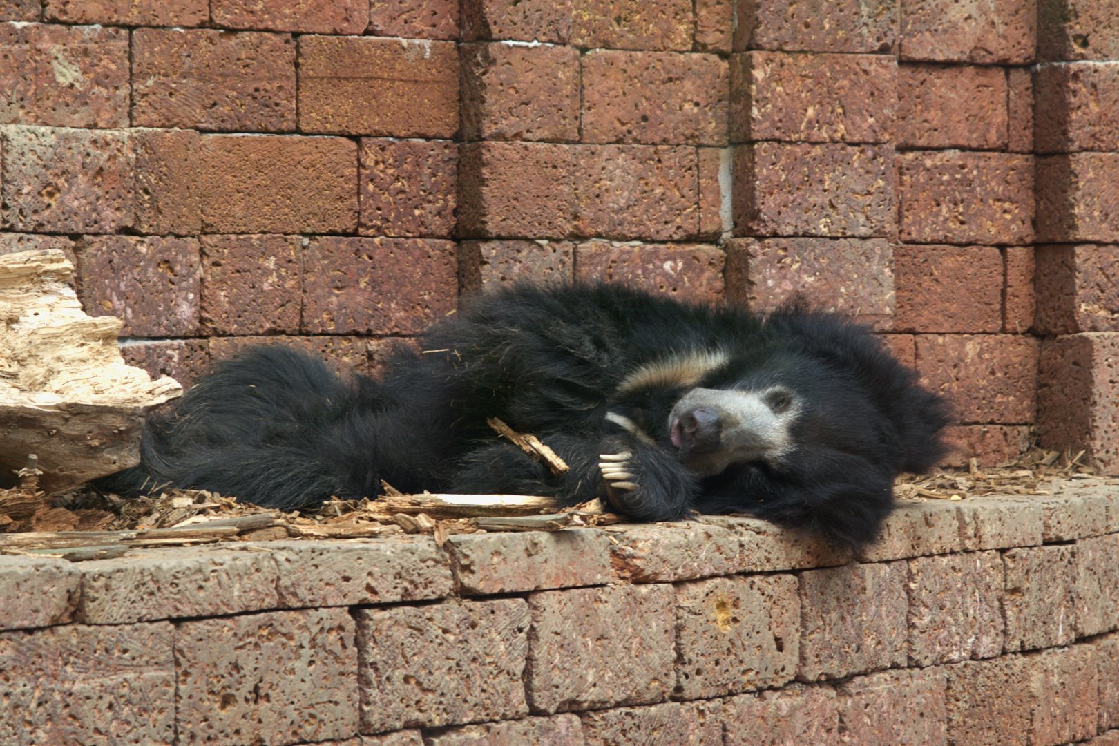 Indian Sloth Bear (Melursus ursinus ursinus), 11-09-25