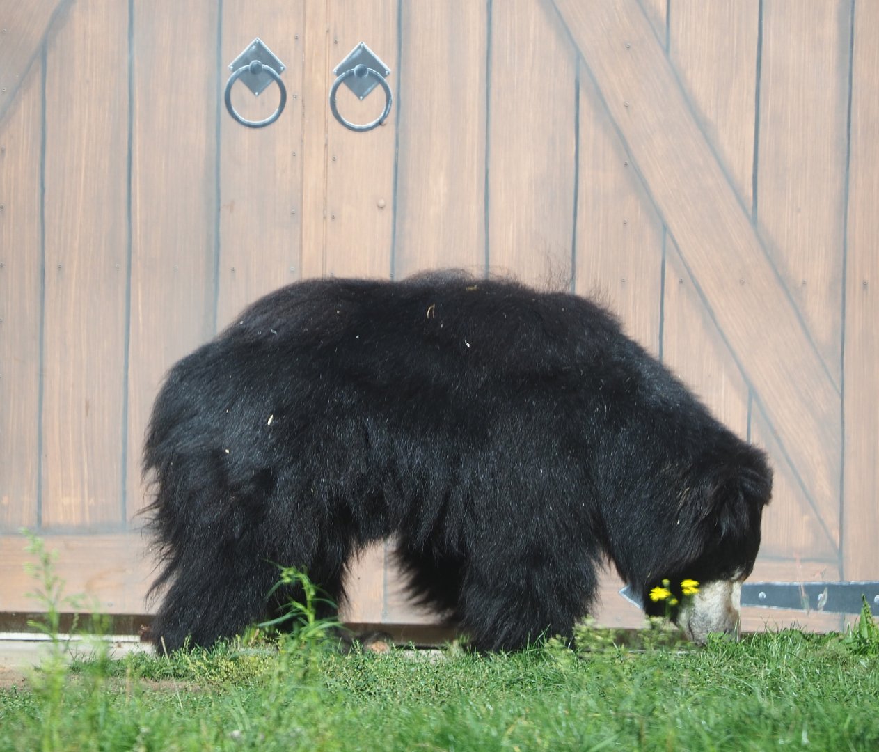 Indian sloth bear (Melursus ursinus ursinus), 2019-09-15