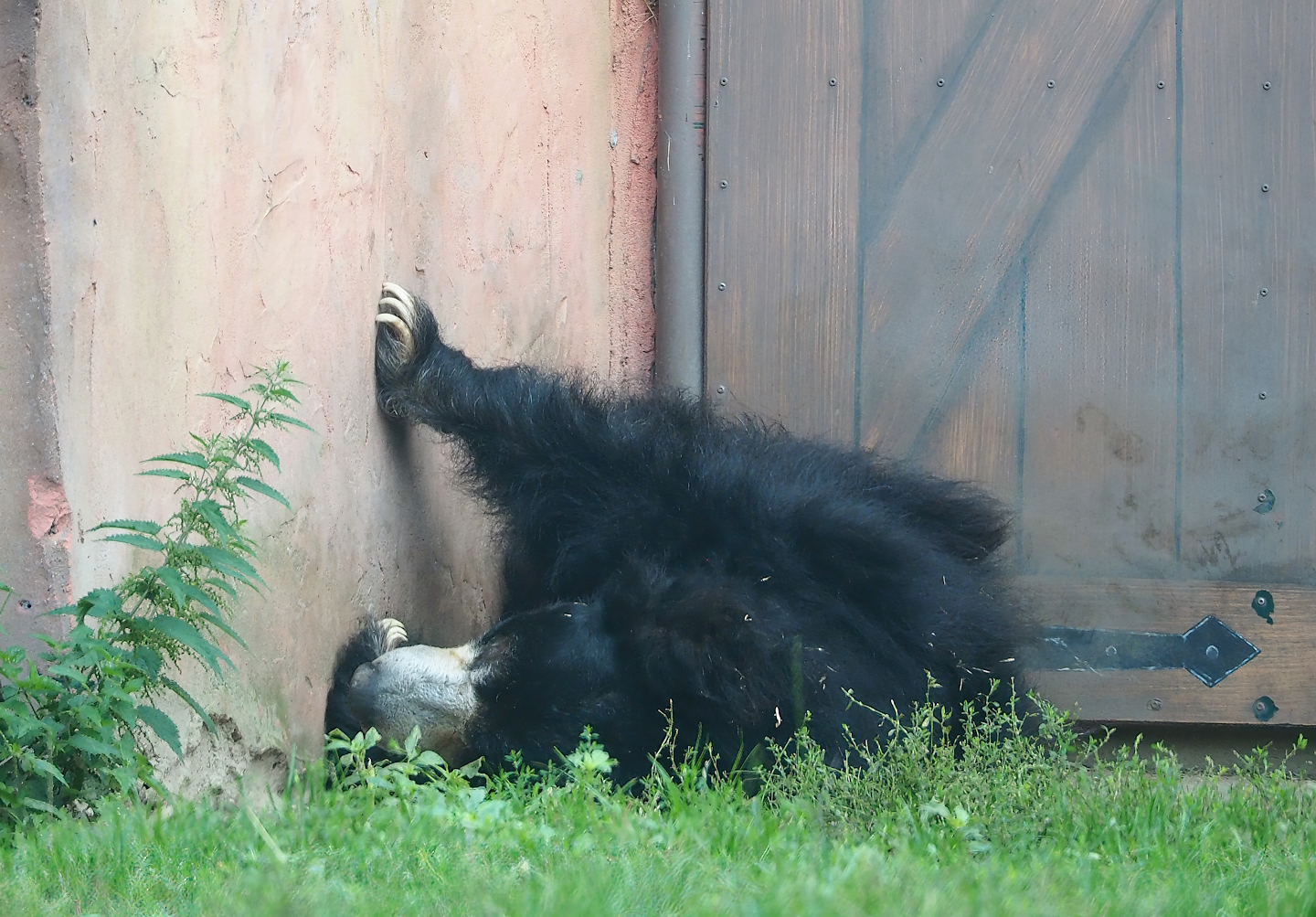 Indian sloth bear (Melursus ursinus ursinus), 2023-08-15